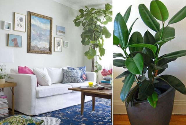 5 Favorite Houseplants