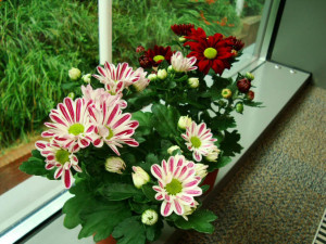 Chrysanthemum-pot-mum2L