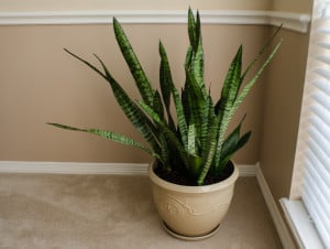 Snake-plant