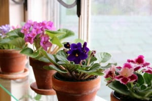 african violets