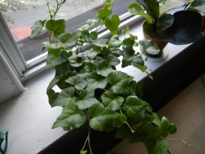 english-ivy-houseplant